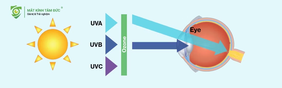 Sơ đồ minh họa tia cực tím (UVA, UVB, UVC) từ mặt trời chiếu và đi vào mắt. Tầng Ozone ngăn chặn một phần tia UVC và UVB. Tia UVA đi sâu vào mắt nhất.