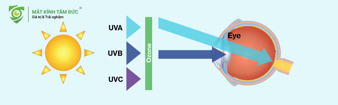 mỗi loại đều gây ra những tác hại tia UV riêng biệt lên từng bộ phận của nhãn cầu
