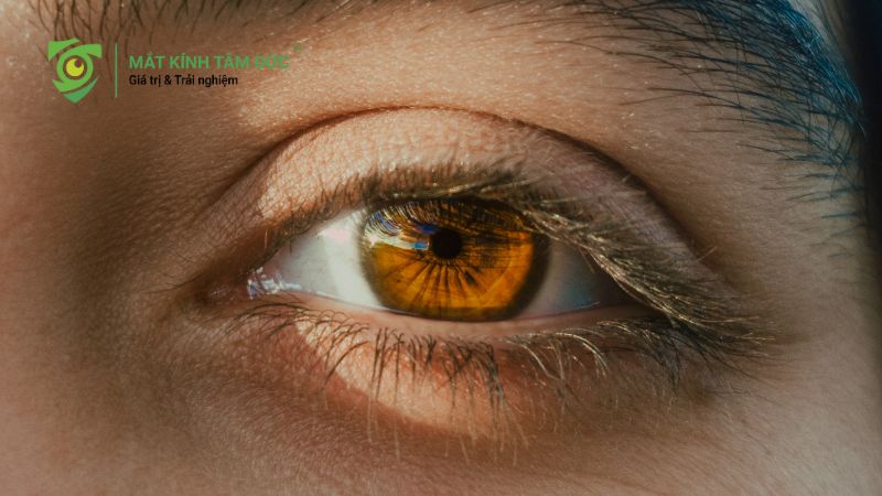 Đồng tử là gì? Vai trò và cách bảo vệ đồng tử khỏe mạnh