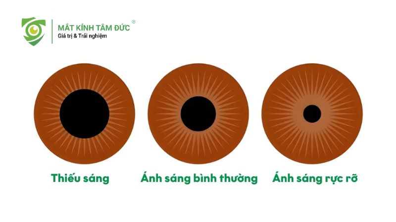 Đồng tử là gì? Vai trò và cách bảo vệ đồng tử khỏe mạnh